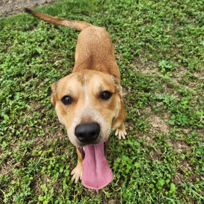 Enlarge Robin, a Adoptable mixed breed in Corpus Christi, TX image 6/6