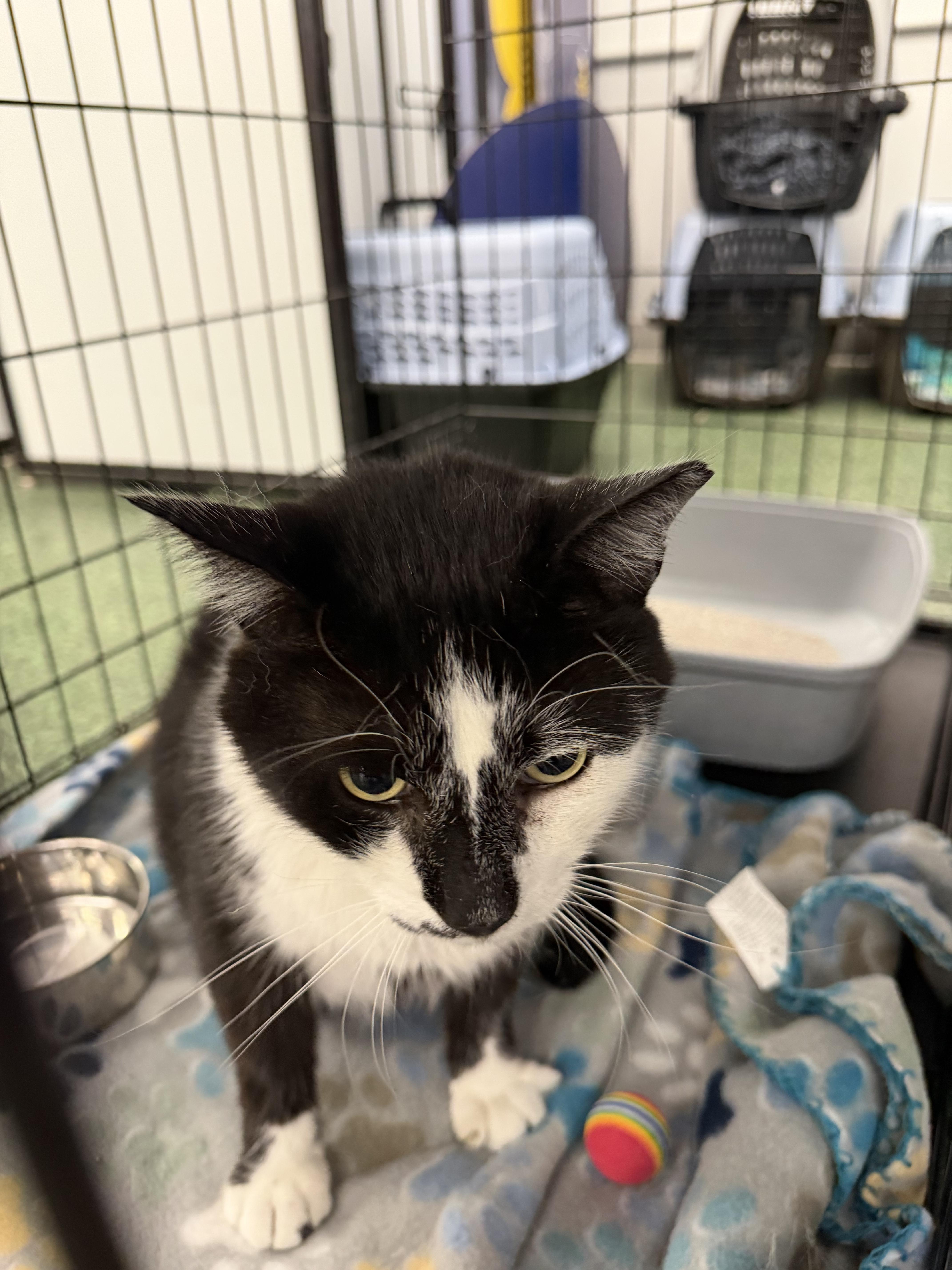 Enlarge Kevin , a Adoptable Domestic Short Hair in Charlotte, NC image 4/4