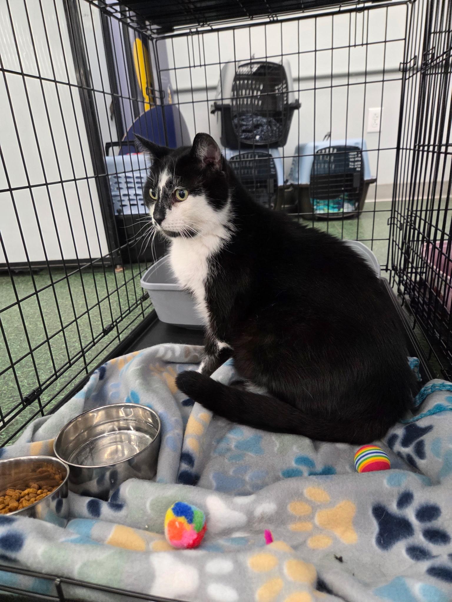 Enlarge Kevin , a Adoptable Domestic Short Hair in Charlotte, NC image 2/4