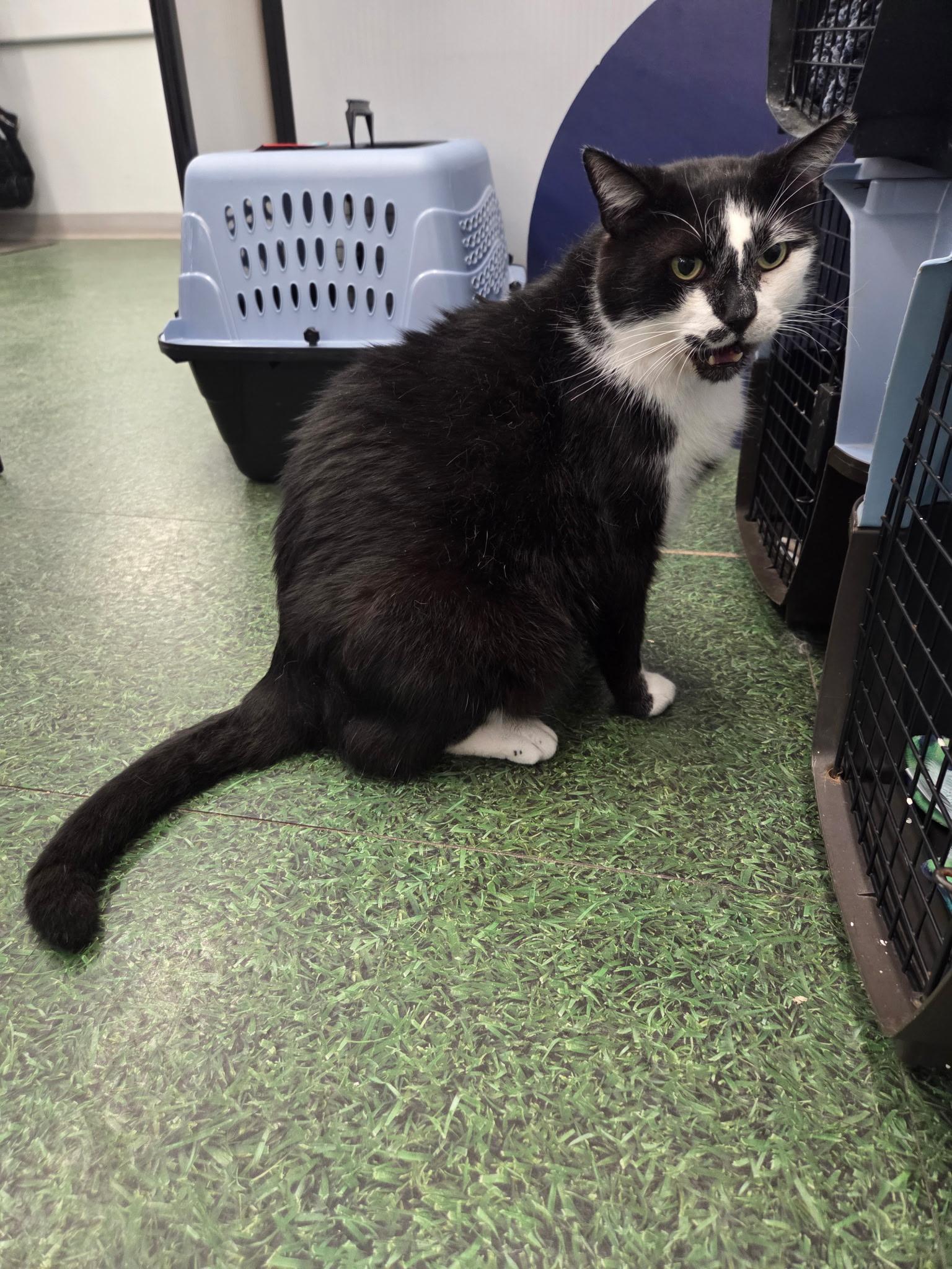 Enlarge Kevin , a Adoptable Domestic Short Hair in Charlotte, NC image 1/4