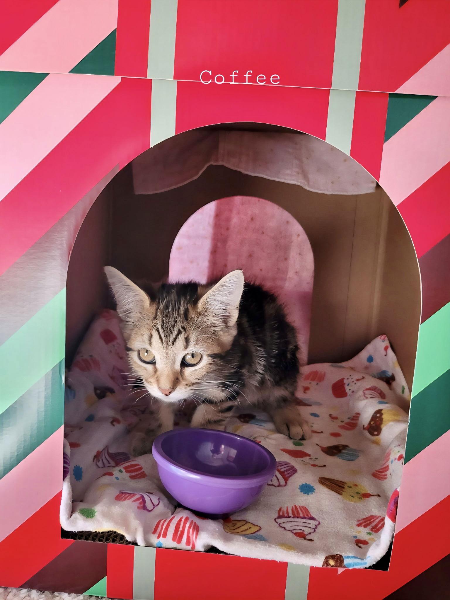 Enlarge Coffee, a Adopted Domestic Short Hair in Penndel, PA image 1/2