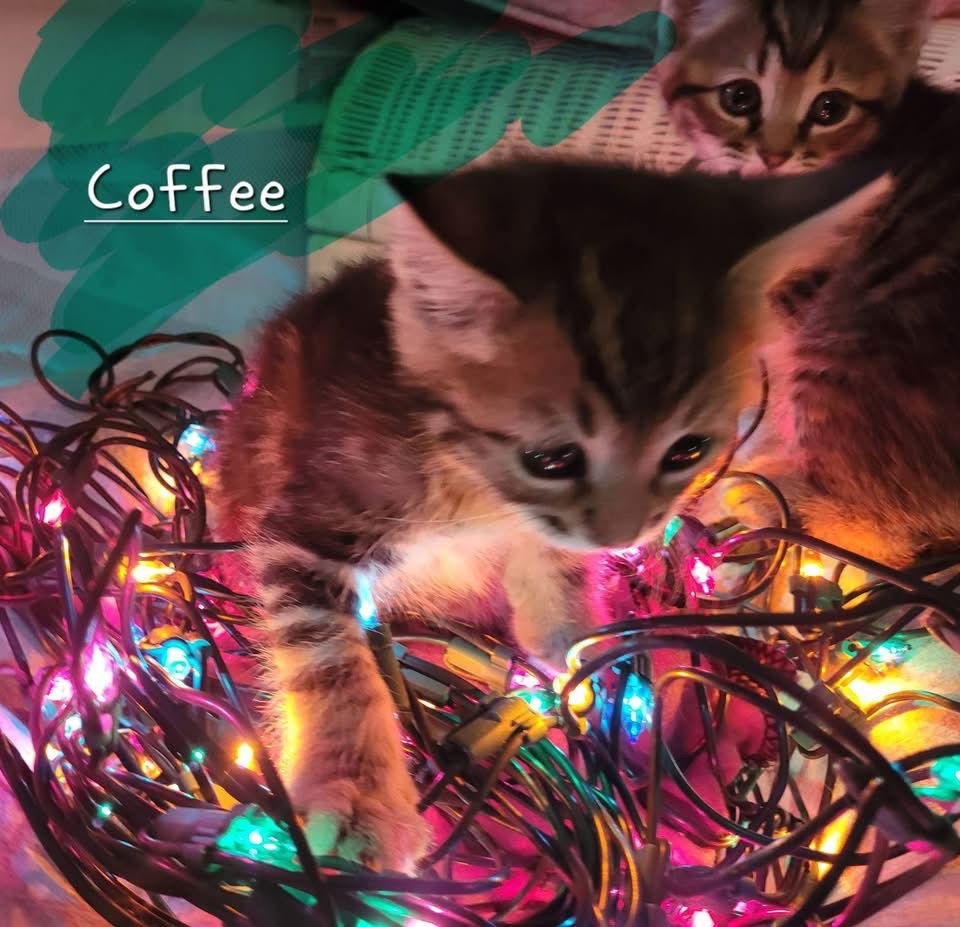 Enlarge Coffee, a Adopted Domestic Short Hair in Penndel, PA image 2/2