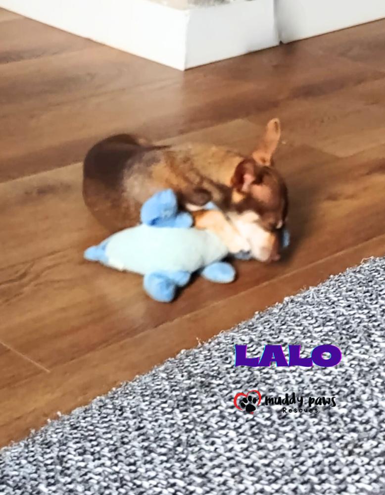 Enlarge Lalo, a Adoptable Chihuahua in Council Bluffs, IA image 1/5
