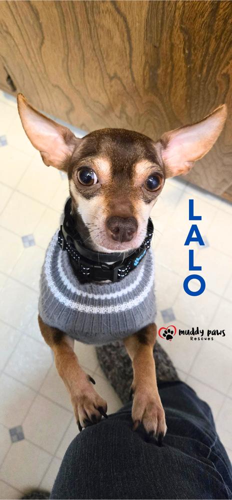Enlarge Lalo, a Adoptable Chihuahua in Council Bluffs, IA image 2/5