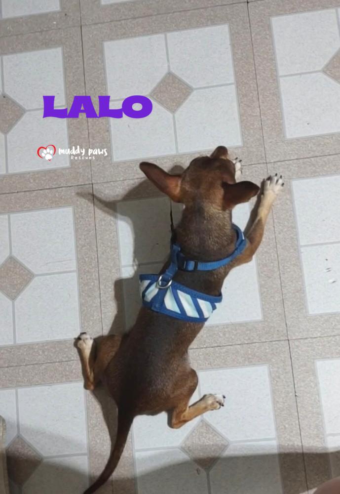 Enlarge Lalo, a Adoptable Chihuahua in Council Bluffs, IA image 3/5