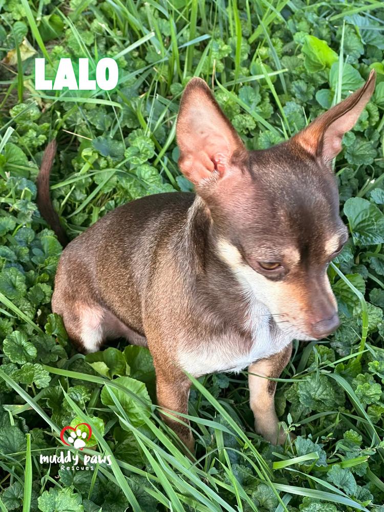 Enlarge Lalo, a Adoptable Chihuahua in Council Bluffs, IA image 4/5