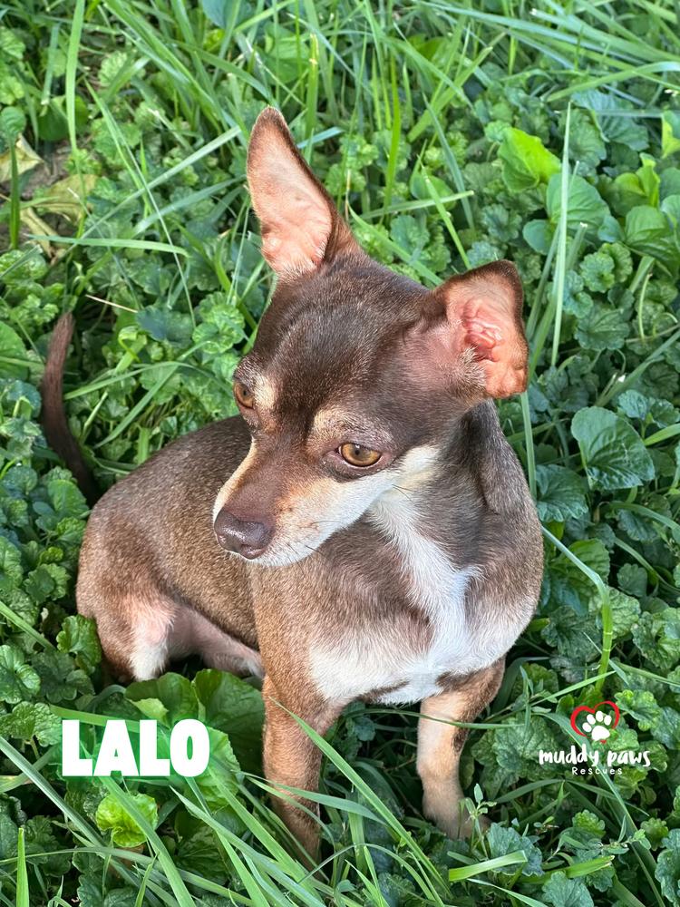 Enlarge Lalo, a Adoptable Chihuahua in Council Bluffs, IA image 5/5