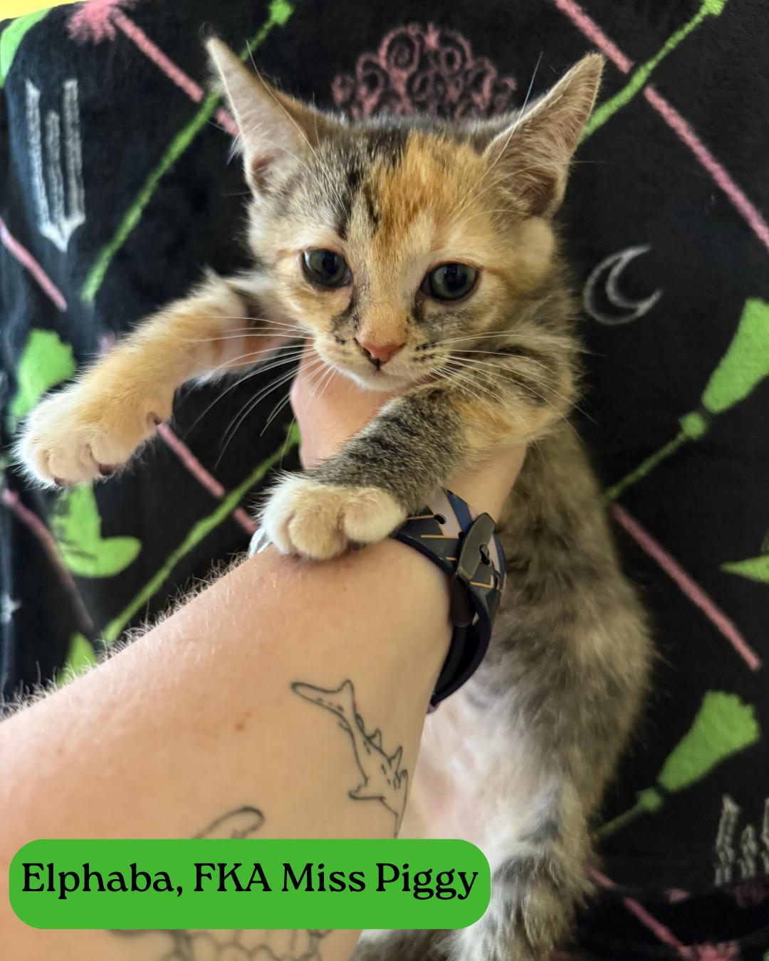 Elphaba (adoptable 1/30), ADOPTABLE, Kitten Female Domestic Short Hair.