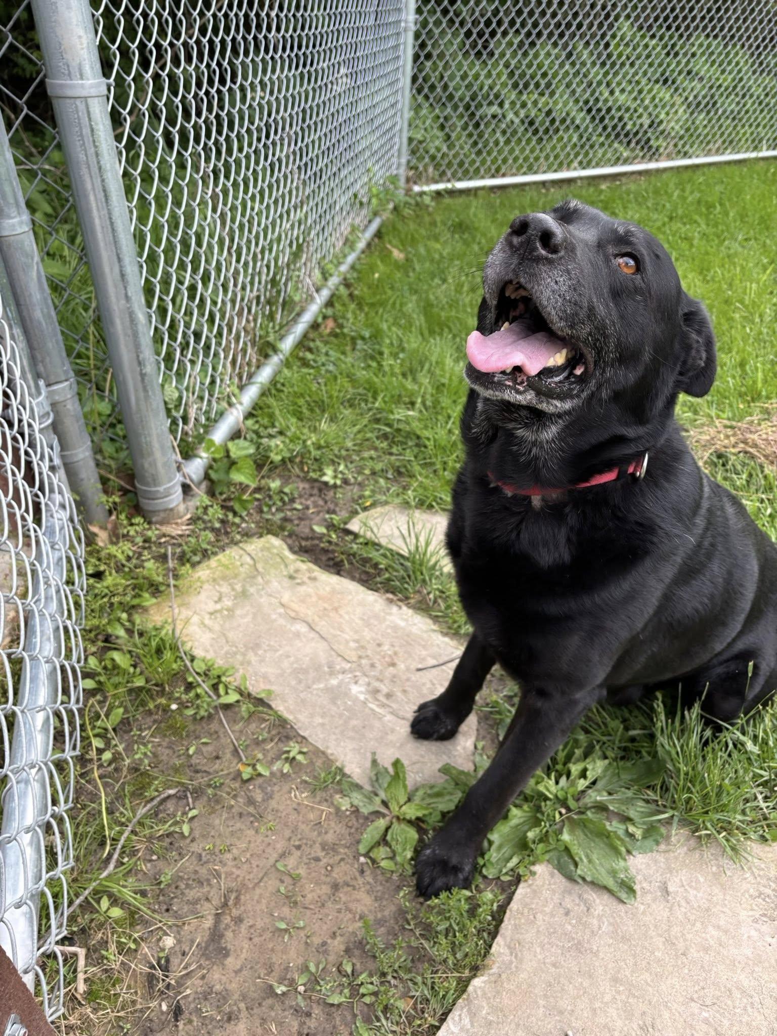 Enlarge Brody, a ADOPTABLE mixed breed in Saint Charles, MO image 2/3