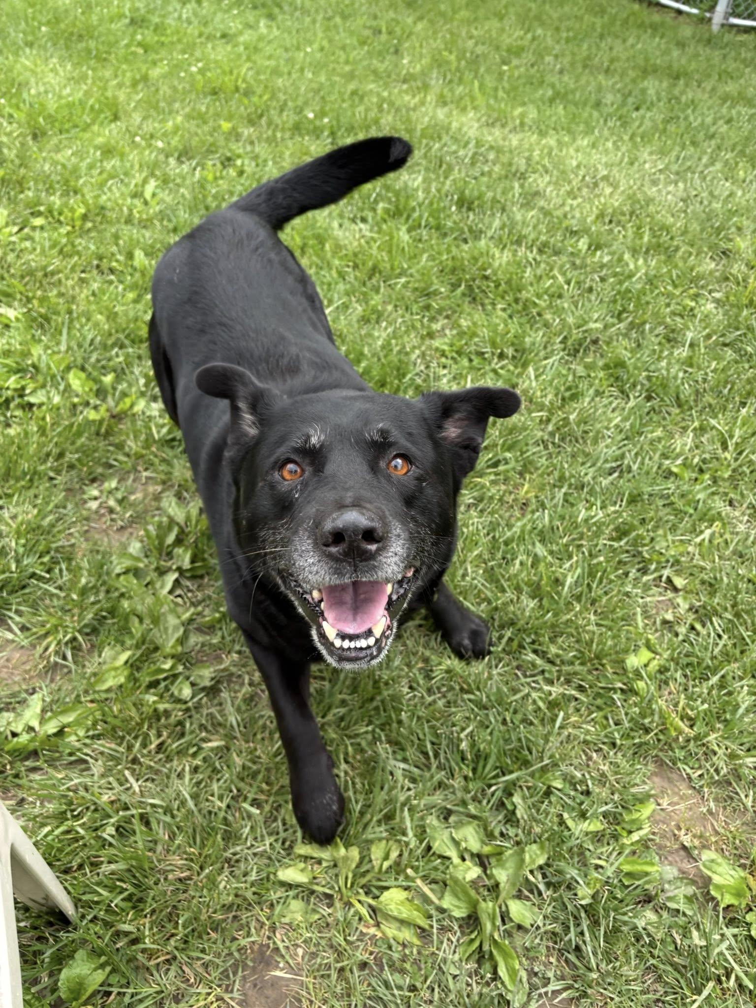 Brody, ADOPTABLE, Senior Male Black Labrador Retriever.