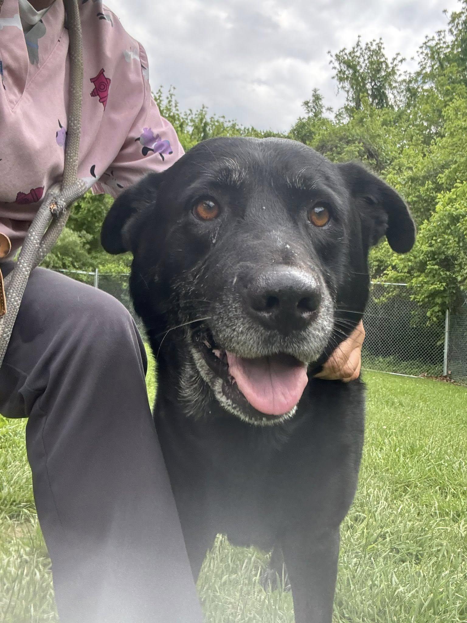 Enlarge Brody, a ADOPTABLE mixed breed in Saint Charles, MO image 3/3