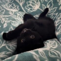 Zelda, an adopted Domestic Short Hair in Annapolis, MD image 1/3