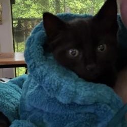 Zelda, an adopted Domestic Short Hair in Annapolis, MD image 2/3