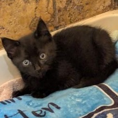 Zelda, an adopted Domestic Short Hair in Annapolis, MD image 3/3