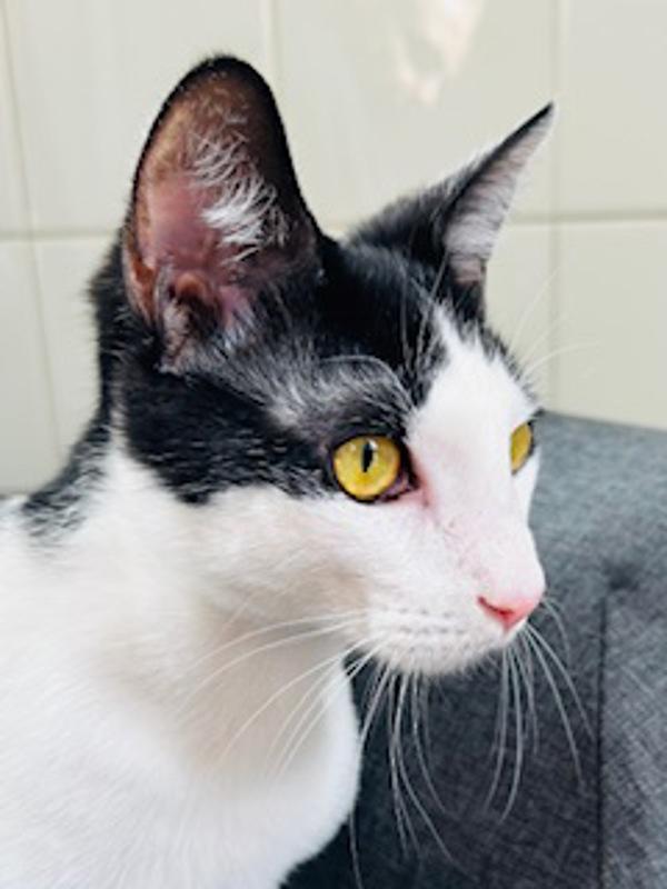 Enlarge Franklin, a Adoptable mixed breed in Healdsburg, CA image 1/2