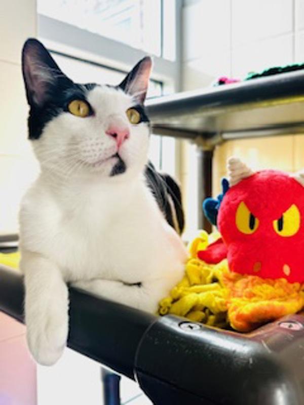 Enlarge Franklin, a Adoptable mixed breed in Healdsburg, CA image 2/2