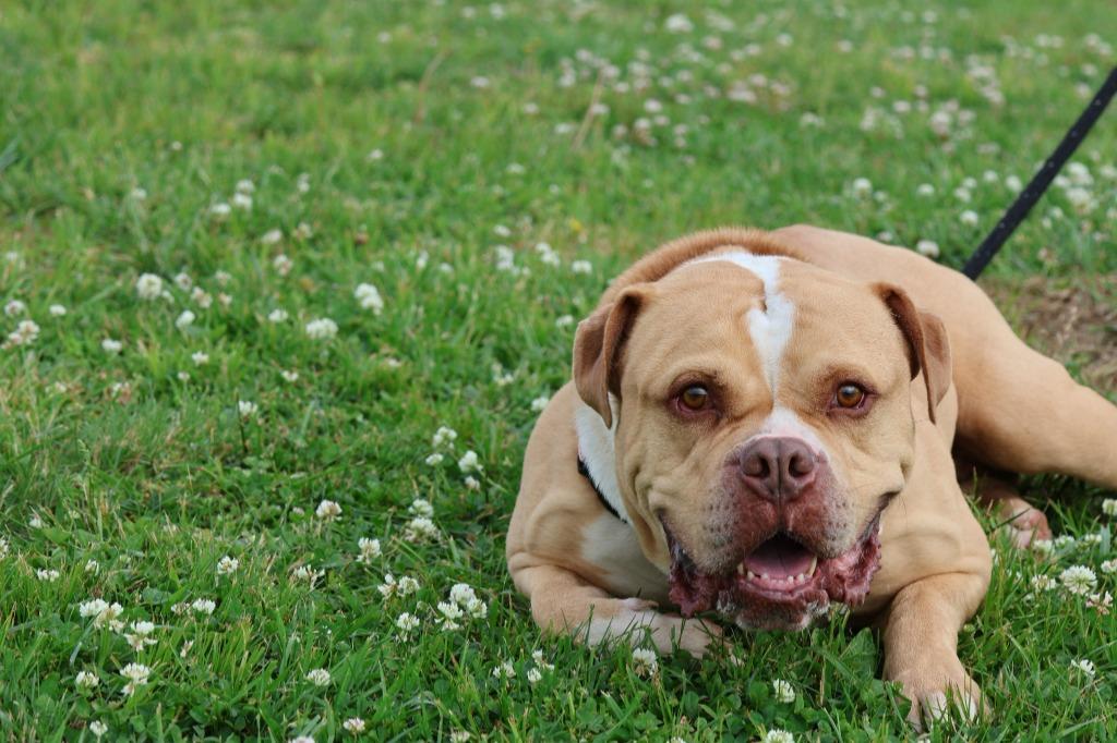 Enlarge Ace, a Adoptable mixed breed in Columbia, TN image 1/5