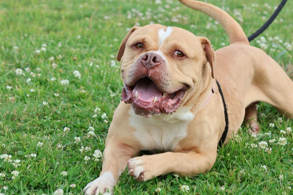 Enlarge Ace, a Adoptable mixed breed in Columbia, TN image 2/5