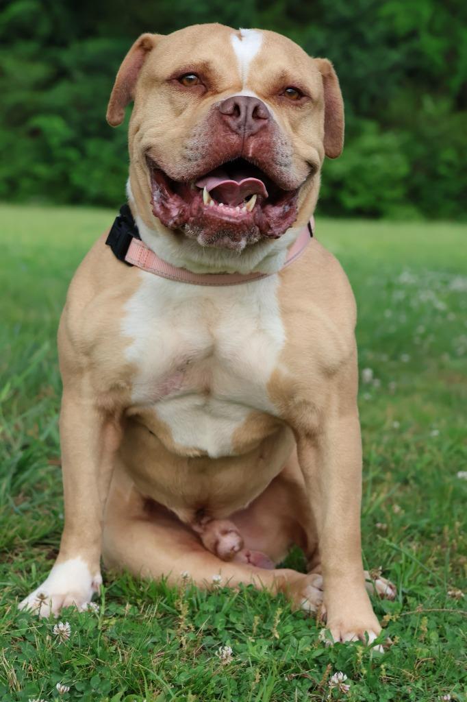 Enlarge Ace, a Adoptable mixed breed in Columbia, TN image 3/5
