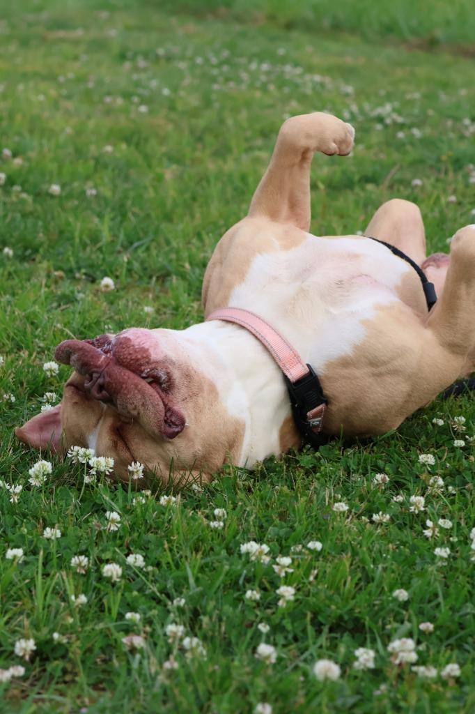 Enlarge Ace, a Adoptable mixed breed in Columbia, TN image 4/5