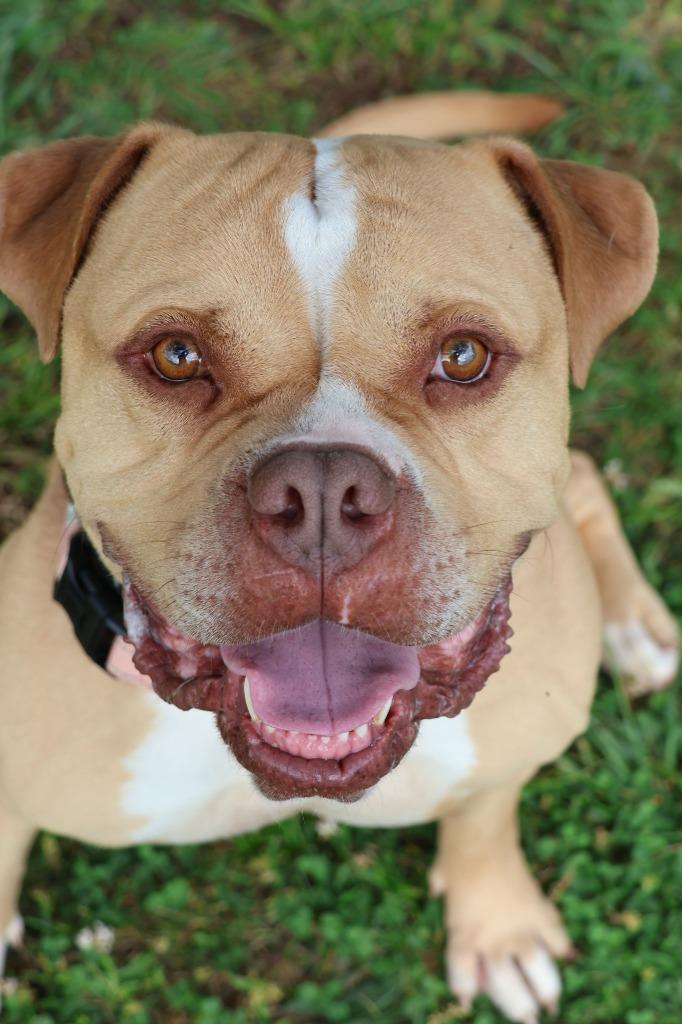 Enlarge Ace, a Adoptable mixed breed in Columbia, TN image 5/5