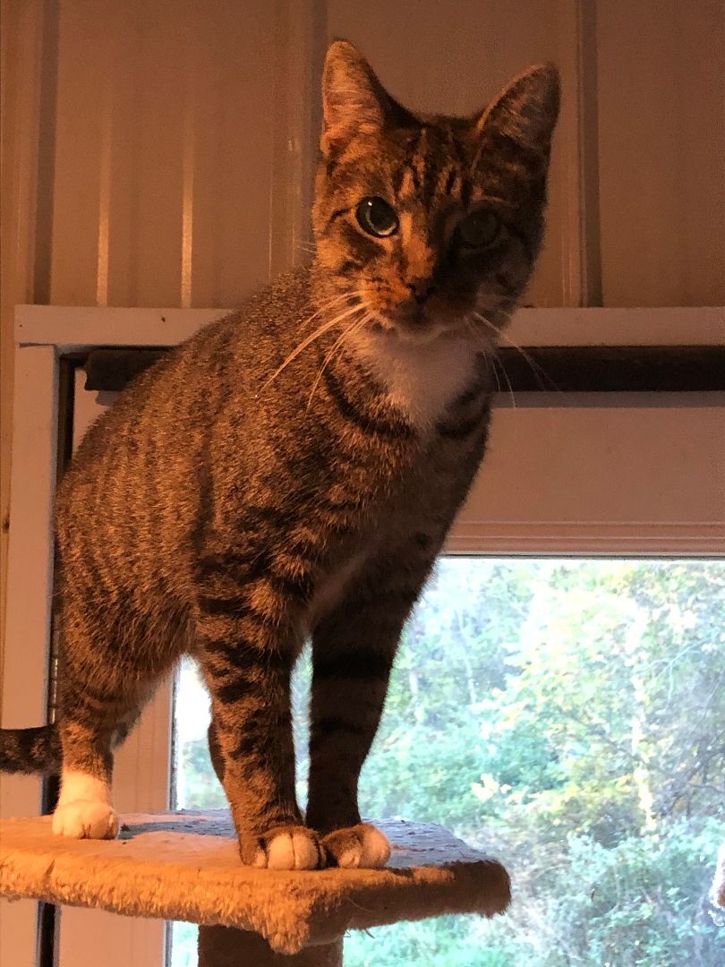 Belle, Adoptable, Adult Female Domestic Short Hair.