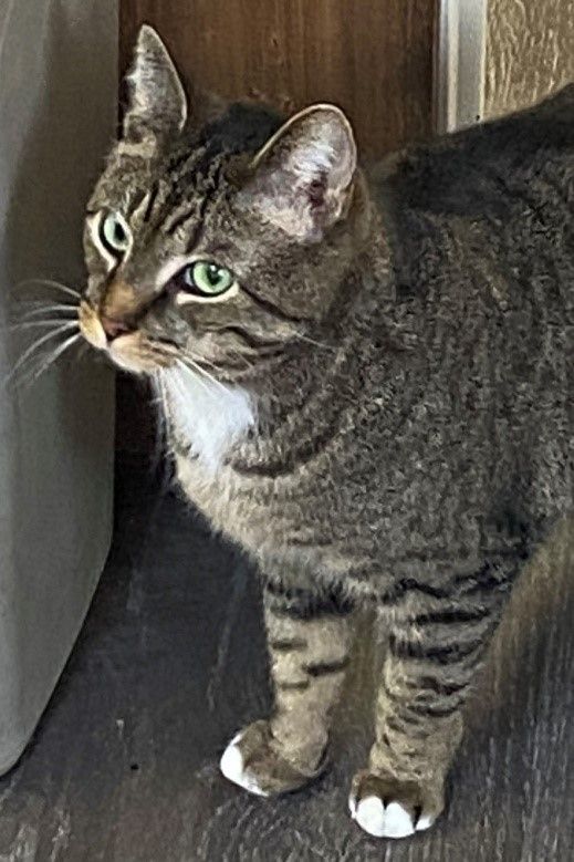 Enlarge Belle, a Adoptable mixed breed in Fredericksburg, OH image 2/8