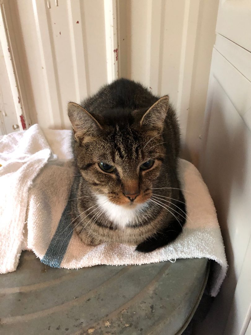 Enlarge Belle, a Adoptable mixed breed in Fredericksburg, OH image 3/8