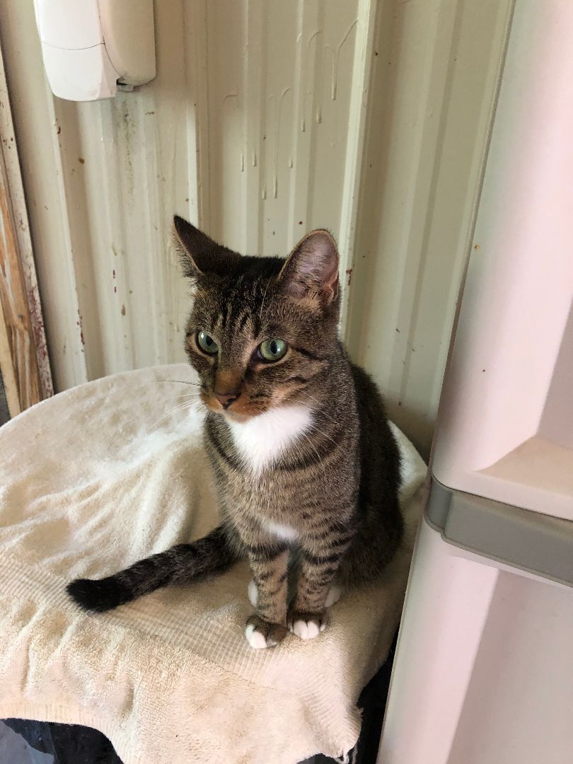 Enlarge Belle, a Adoptable mixed breed in Fredericksburg, OH image 4/8