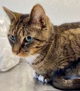 Belle, Adoptable, Adult Female Domestic Short Hair.