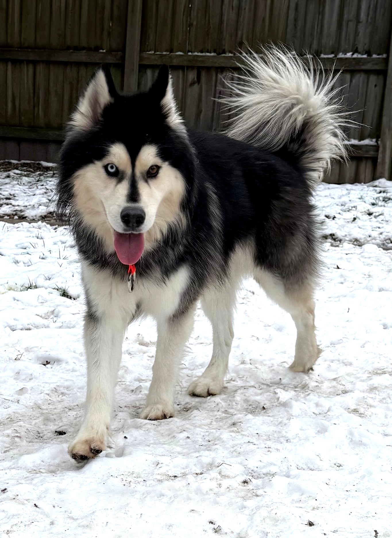 Enlarge Murphy, a Adopted Siberian Husky in Fredericksburg, VA image 1/6
