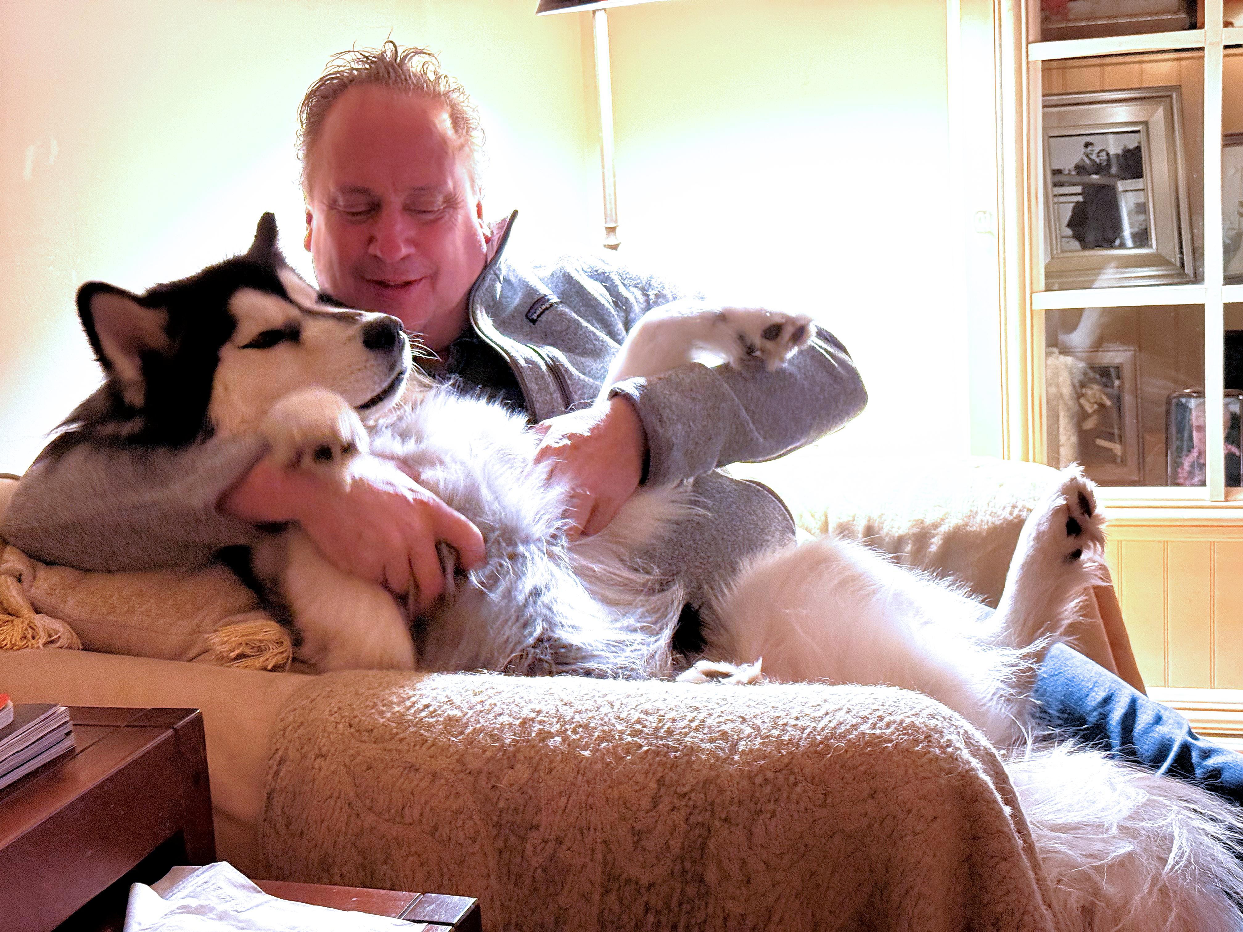 Enlarge Murphy, a Adopted Siberian Husky in Fredericksburg, VA image 3/6