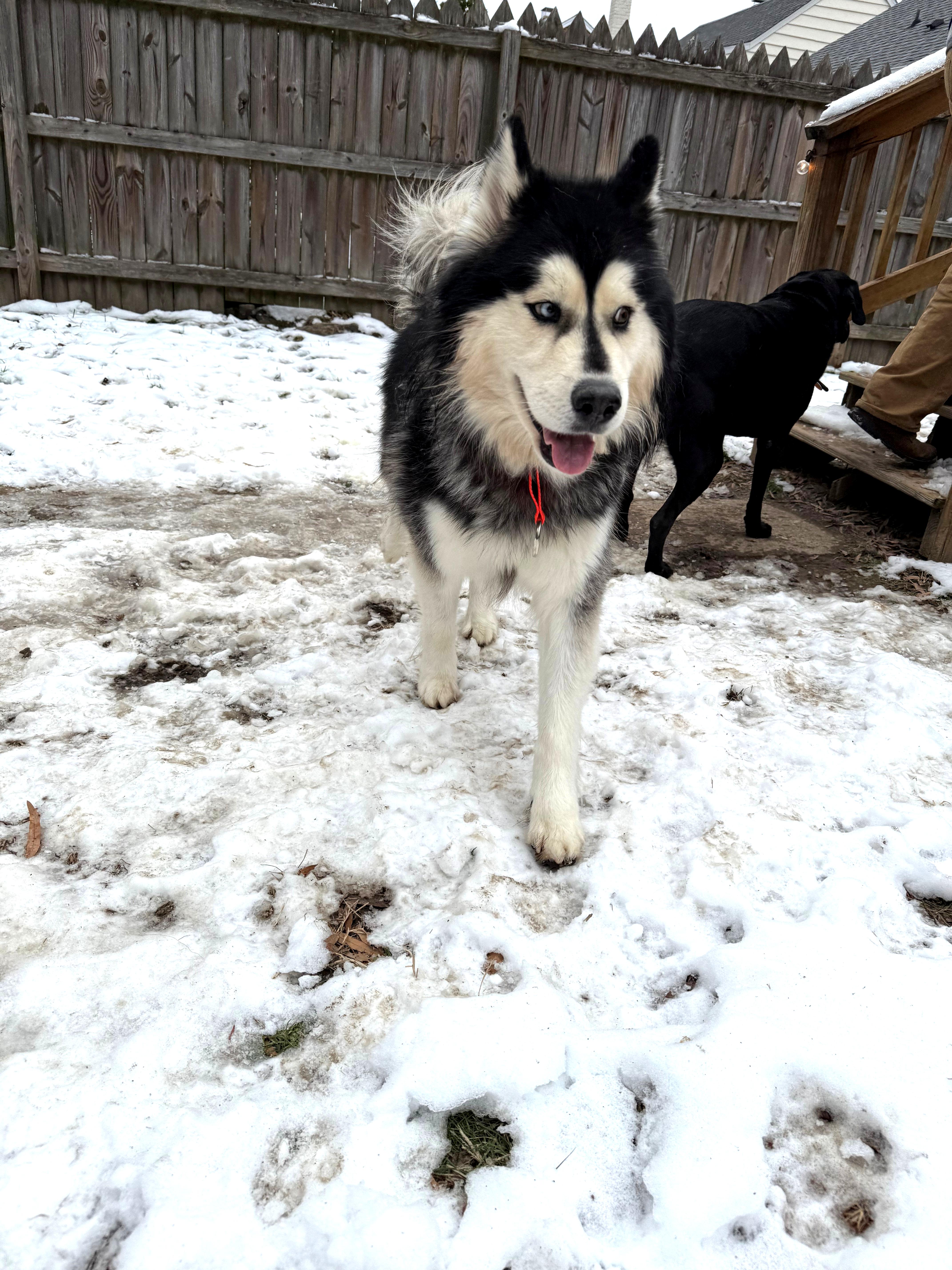 Enlarge Murphy, a Adopted Siberian Husky in Fredericksburg, VA image 5/6