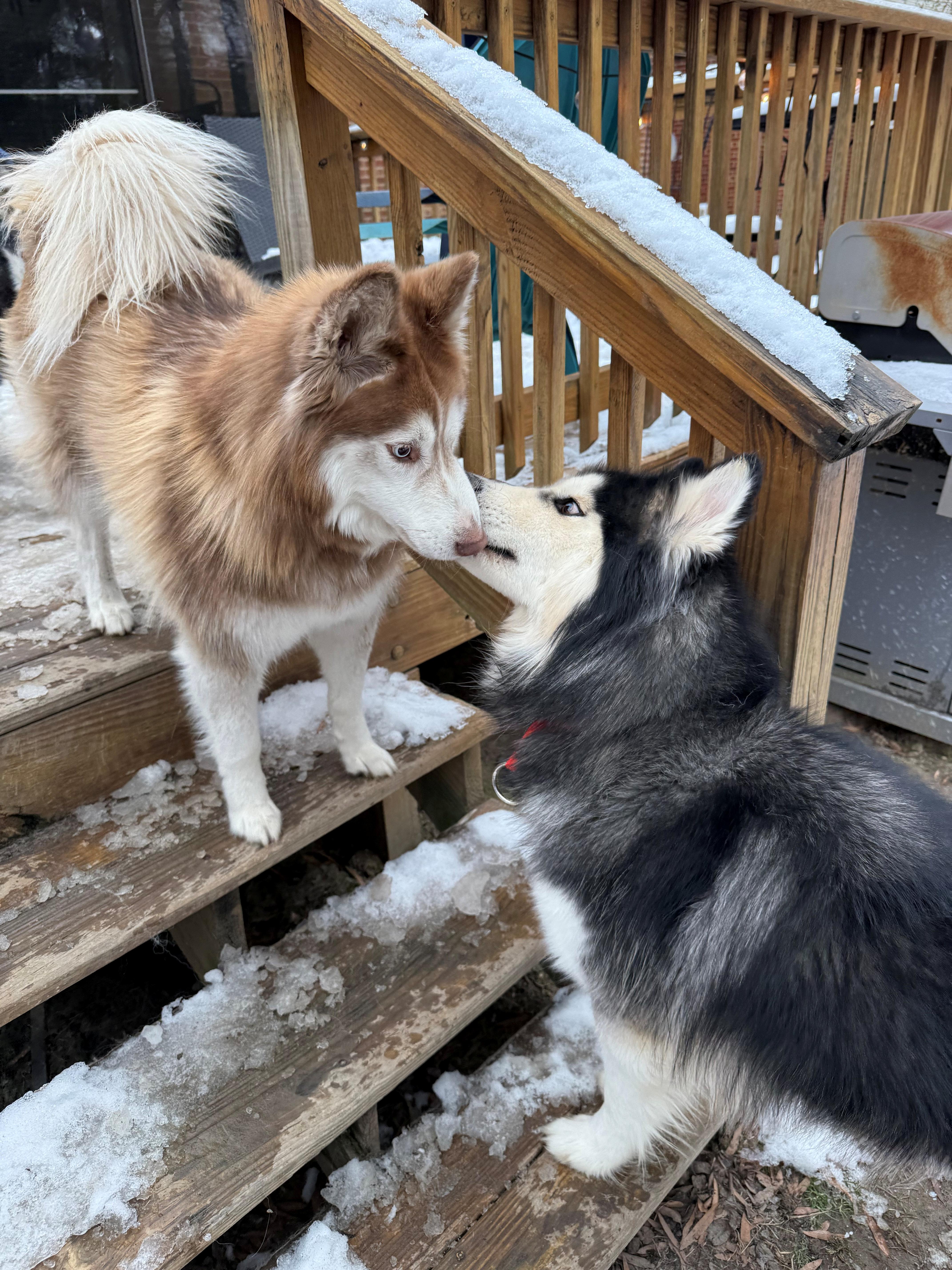 Enlarge Murphy, a Adopted Siberian Husky in Fredericksburg, VA image 2/6