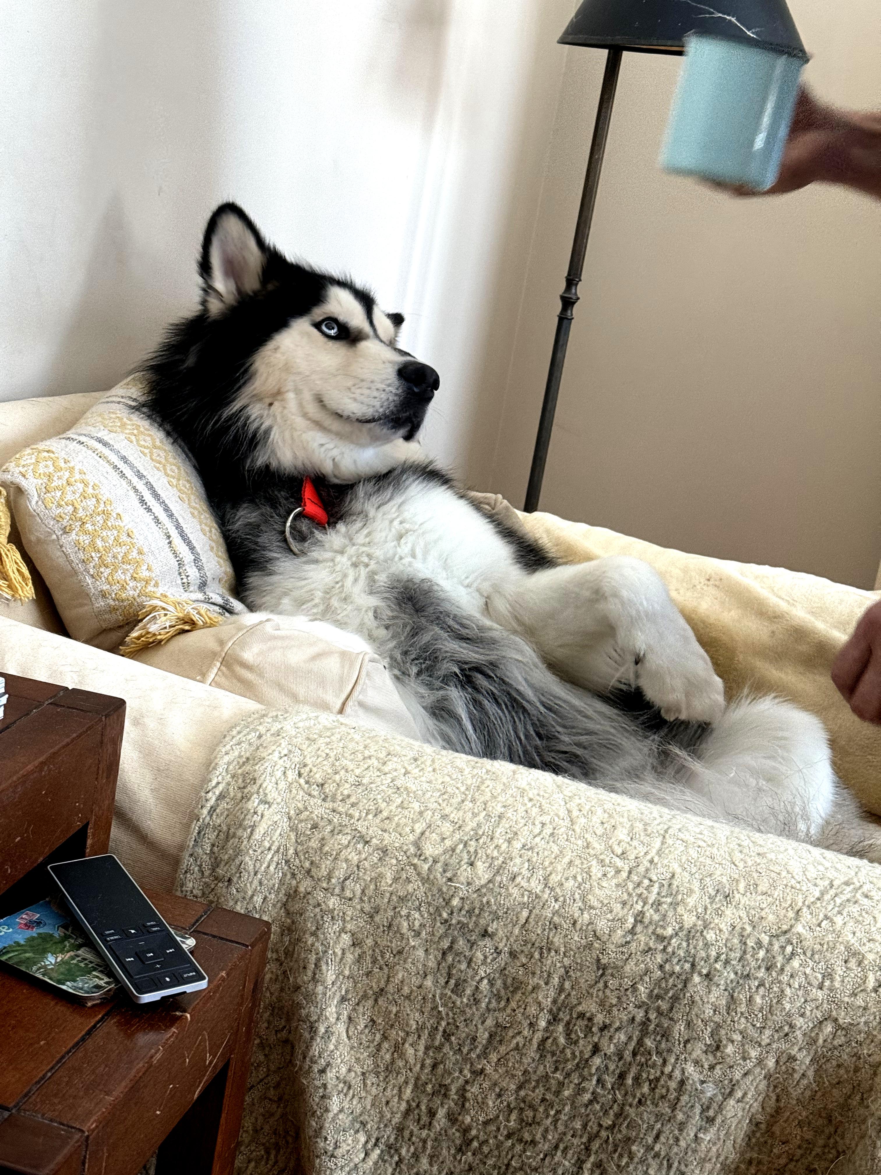 Enlarge Murphy, a Adopted Siberian Husky in Fredericksburg, VA image 6/6