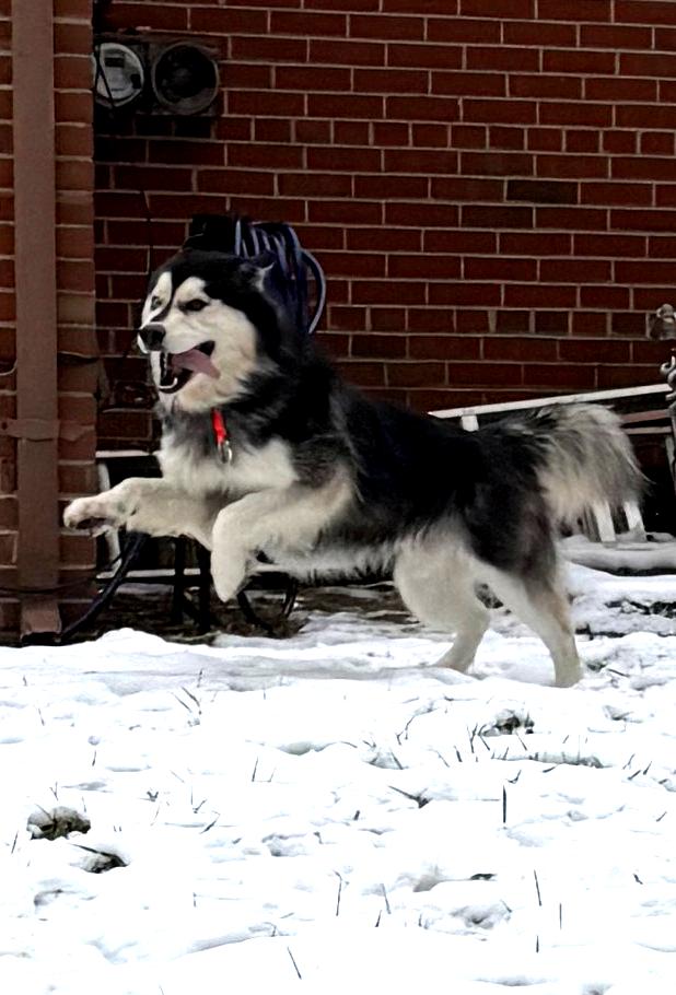 Enlarge Murphy, a Adopted Siberian Husky in Fredericksburg, VA image 4/6
