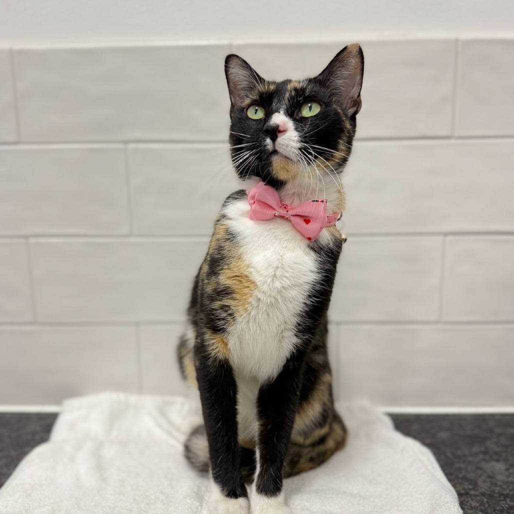 Misha, Adoptable, Adult Female Domestic Short Hair.