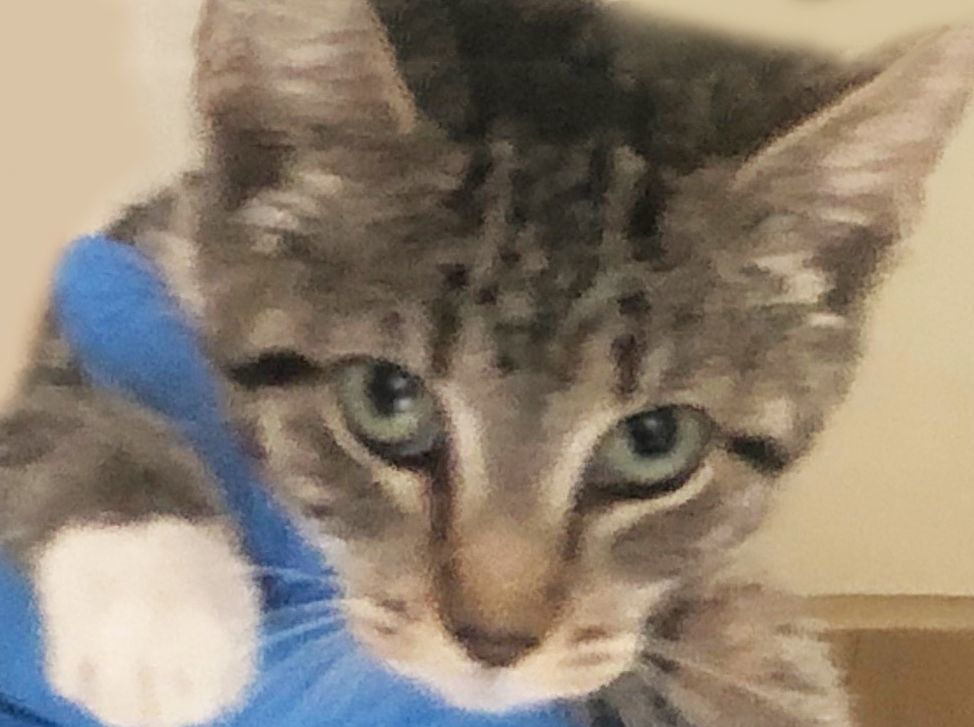 Enlarge Rummy - sweetie, a Adoptable Domestic Short Hair in Mansfield, OH image 3/4