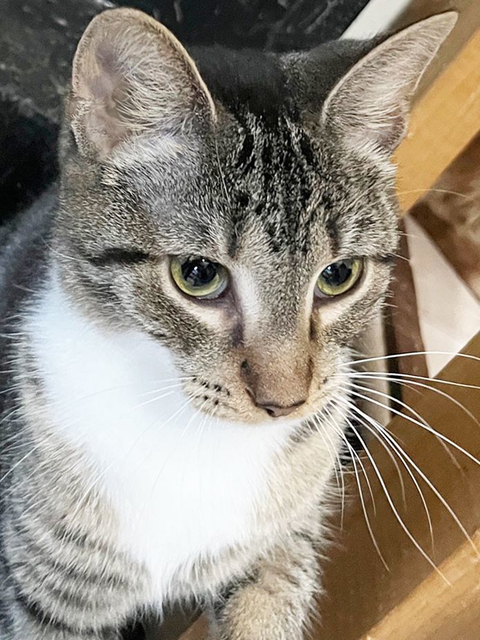 Enlarge Rummy - sweetie, a Adoptable Domestic Short Hair in Mansfield, OH image 4/4