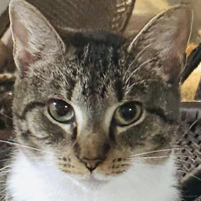 Enlarge Rummy - sweetie, a Adoptable Domestic Short Hair in Mansfield, OH image 1/4