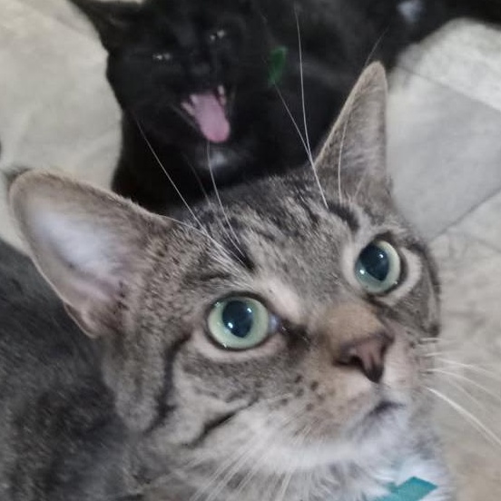 Rummy - sweetie, Adoptable, Adult Female Domestic Short Hair.