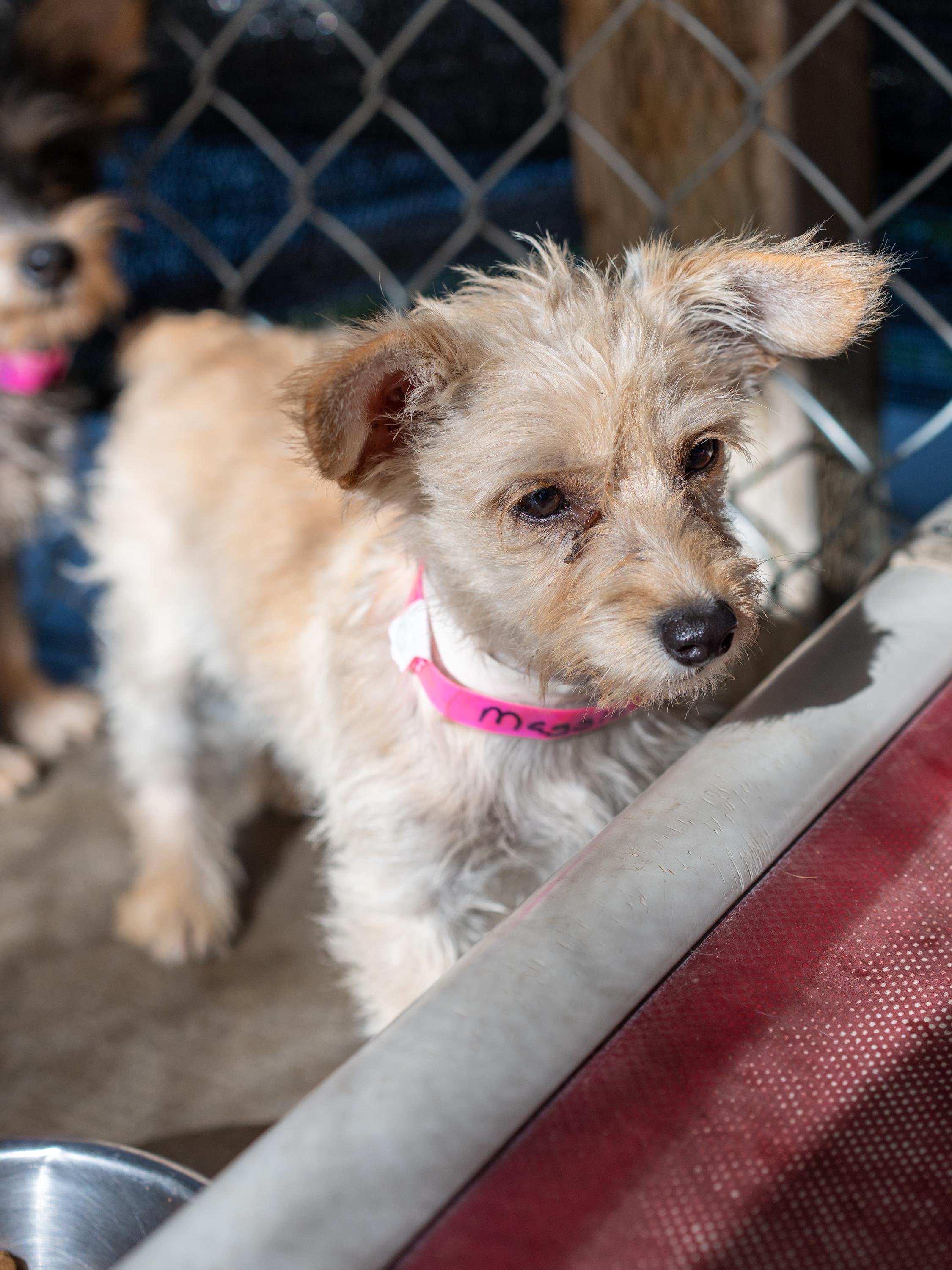 MAGGIE MAY, a Adoptable mixed breed in Fresno, CA image 4/6