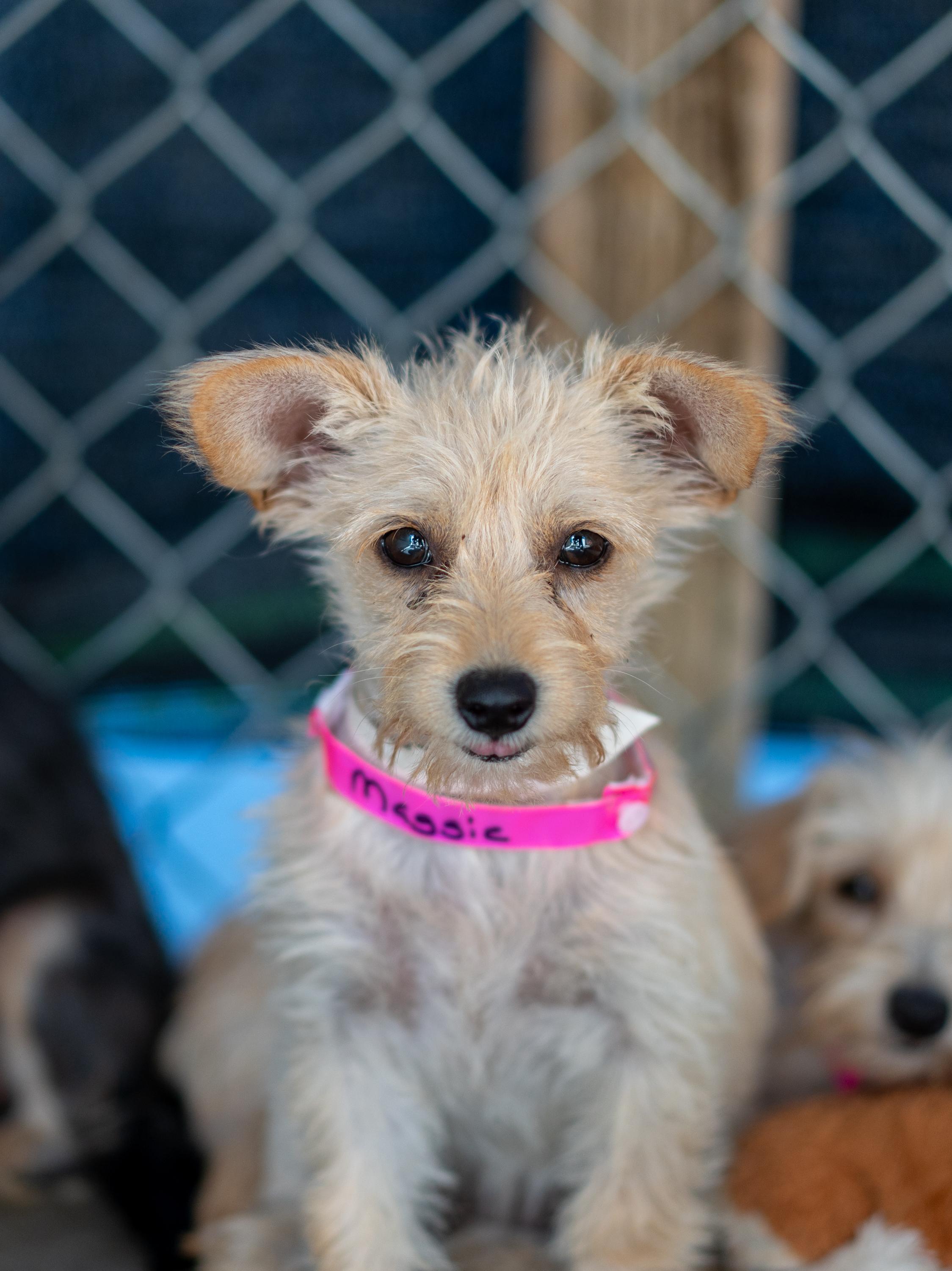 MAGGIE MAY, a Adoptable mixed breed in Fresno, CA image 6/6
