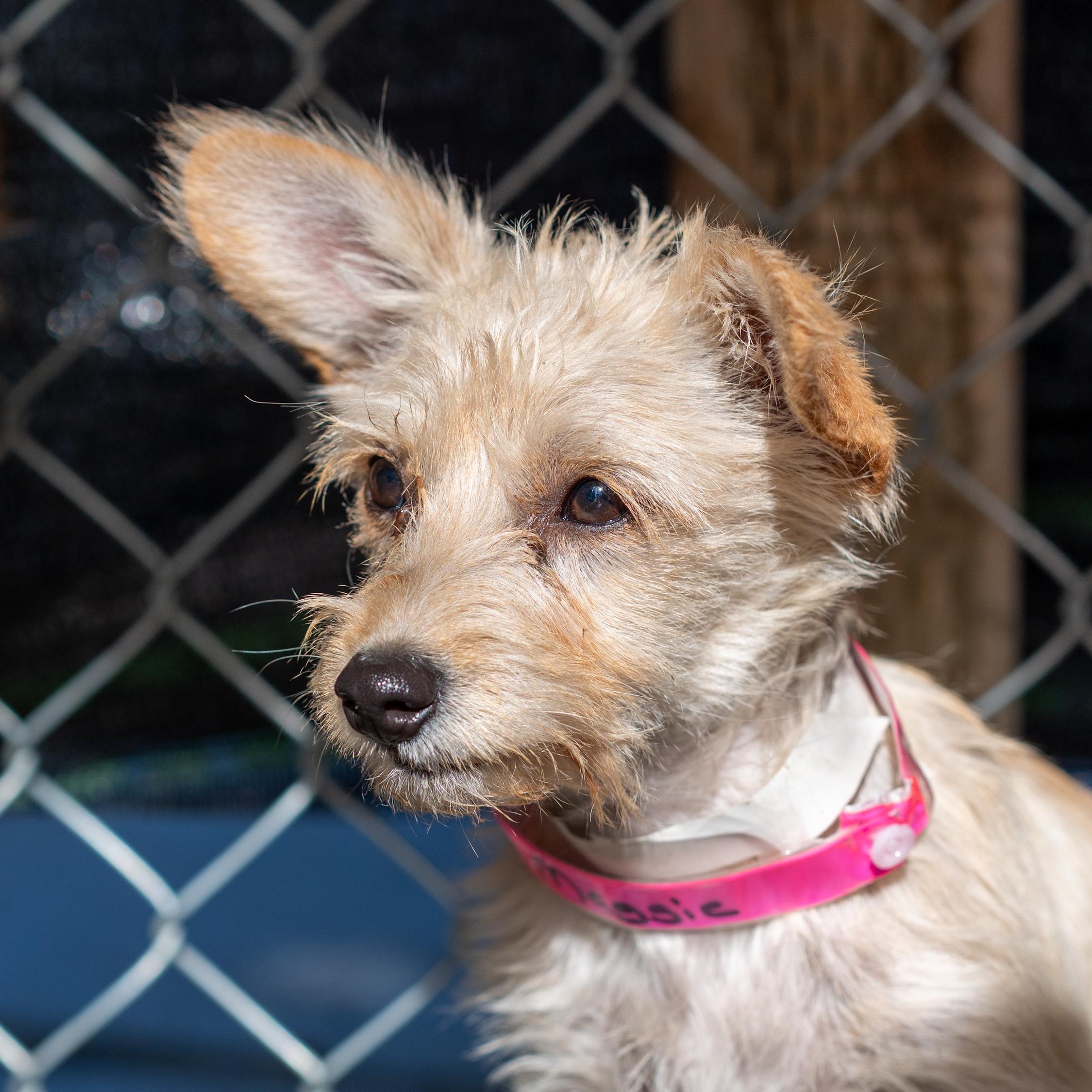 MAGGIE MAY, a Adoptable mixed breed in Fresno, CA image 5/6