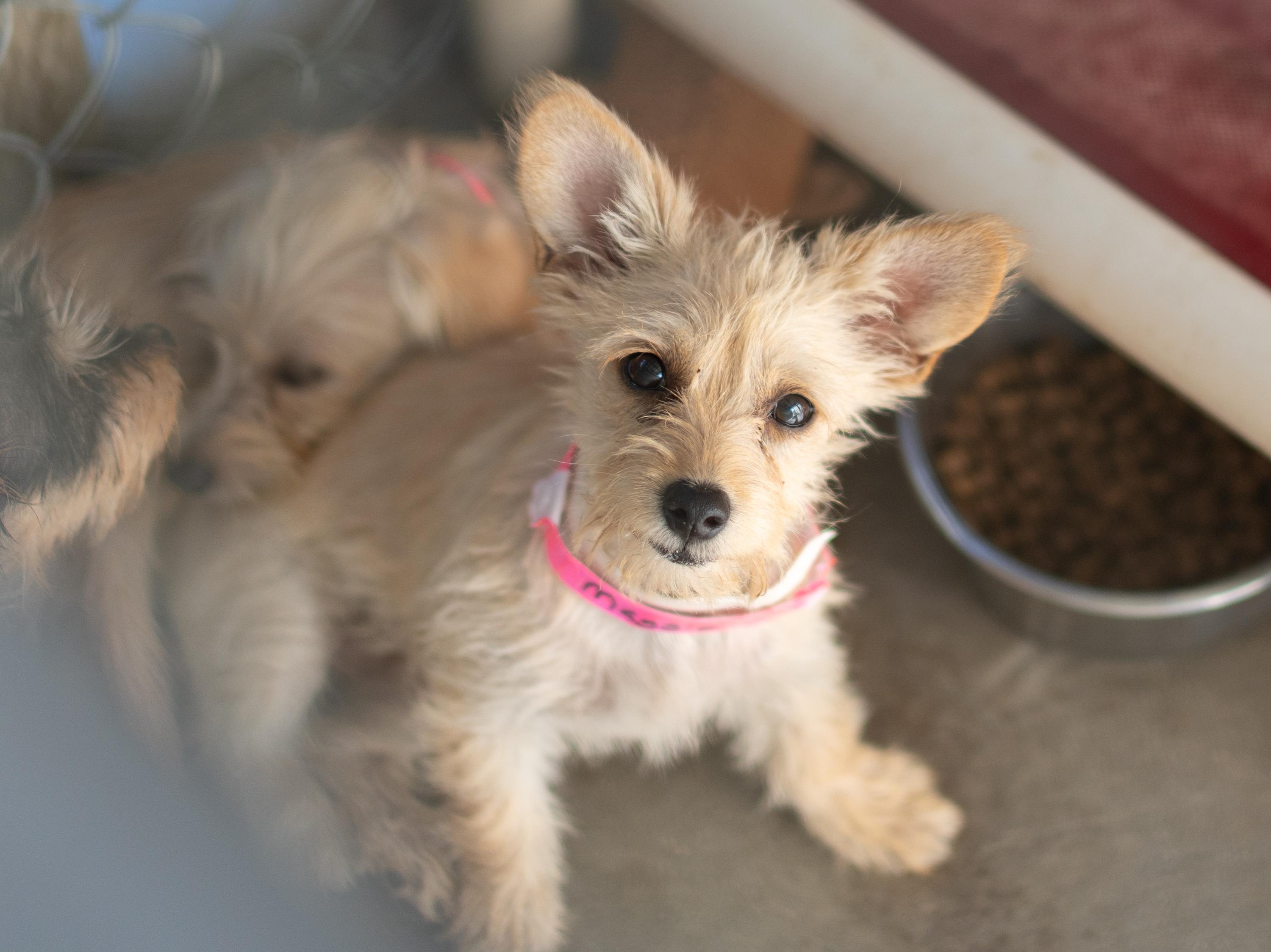 MAGGIE MAY, a Adoptable mixed breed in Fresno, CA image 2/6