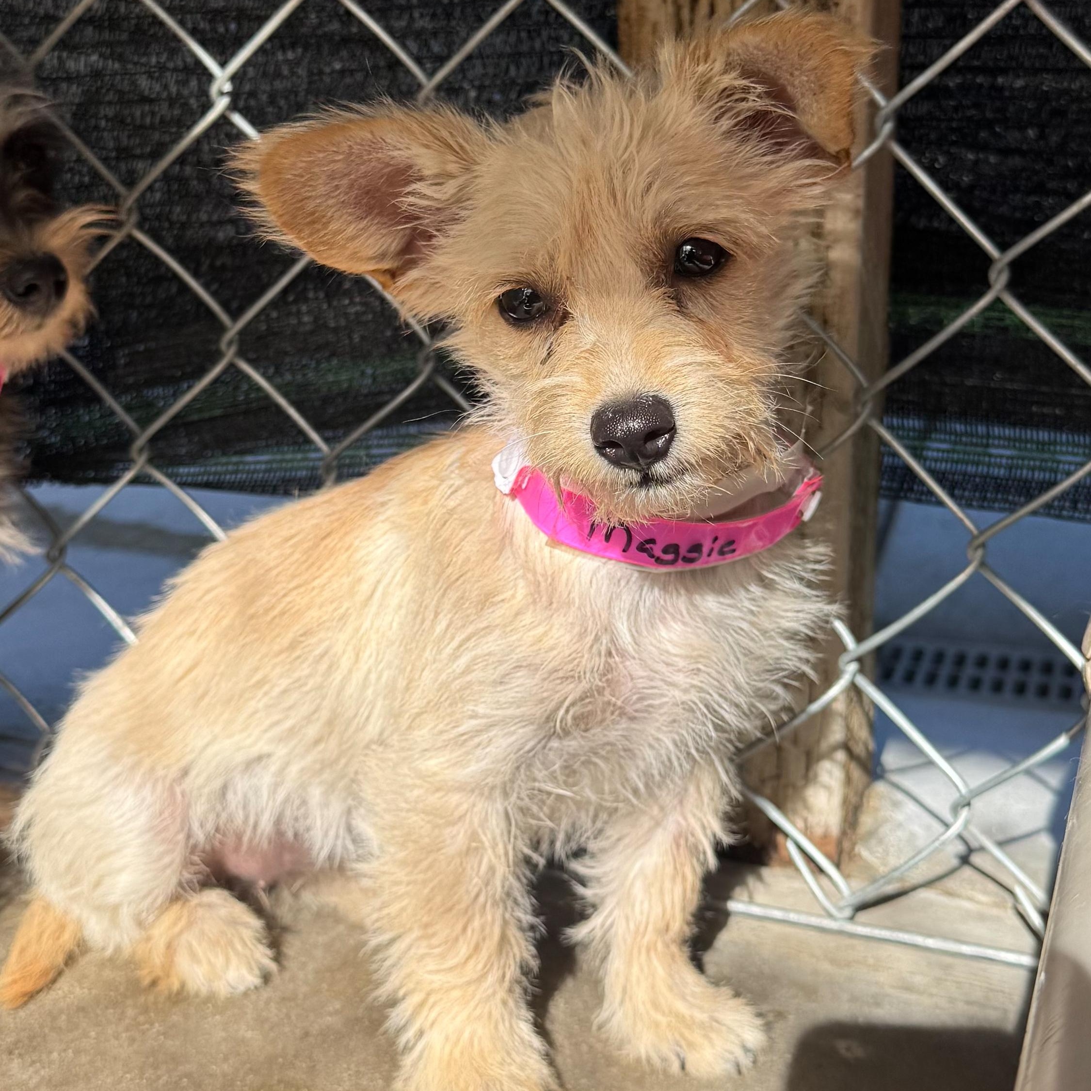 MAGGIE MAY, a Adoptable mixed breed in Fresno, CA image 3/6