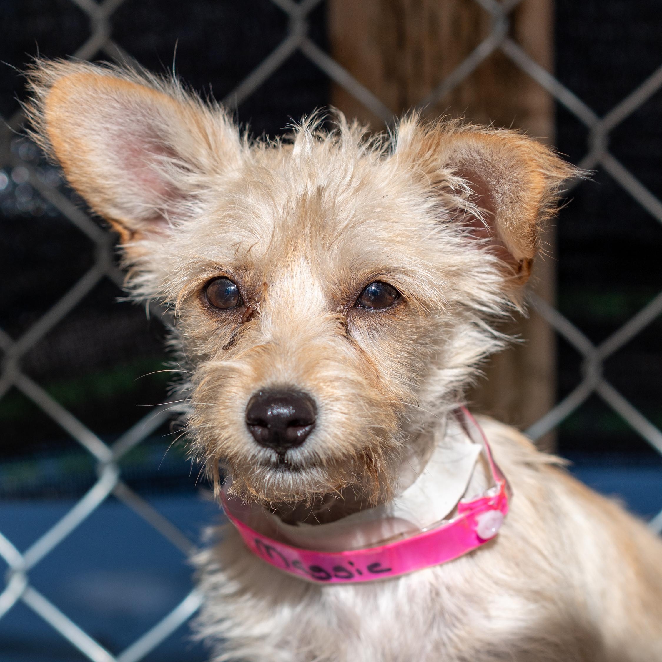 MAGGIE MAY, Adoptable, Puppy Female Terrier.