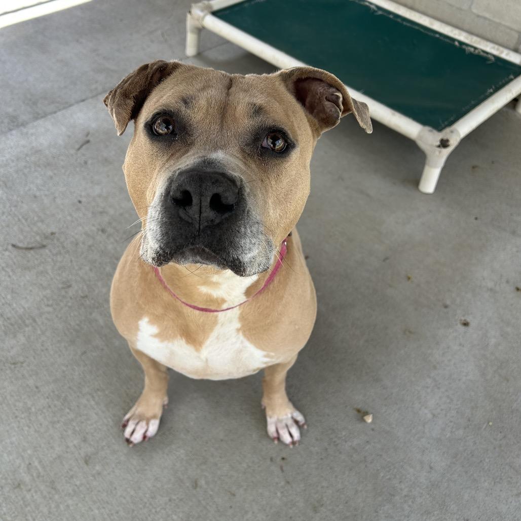 Enlarge Wendy, a Adoptable mixed breed in Greenville, PA image 1/5