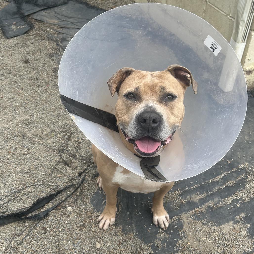 Enlarge Wendy, a Adoptable mixed breed in Greenville, PA image 2/5