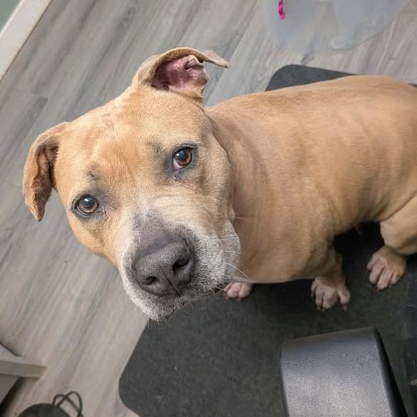 Enlarge Wendy, a Adoptable mixed breed in Greenville, PA image 3/5